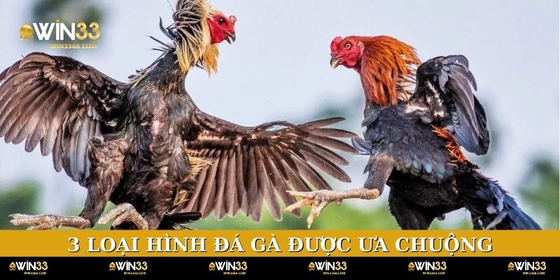 3 loại hình đá gà được ưa chuộng nhất WIN33