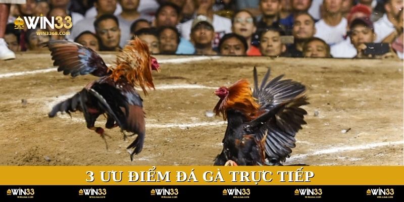 3 ưu điểm giúp đá gà trực tiếp luôn được săn đón