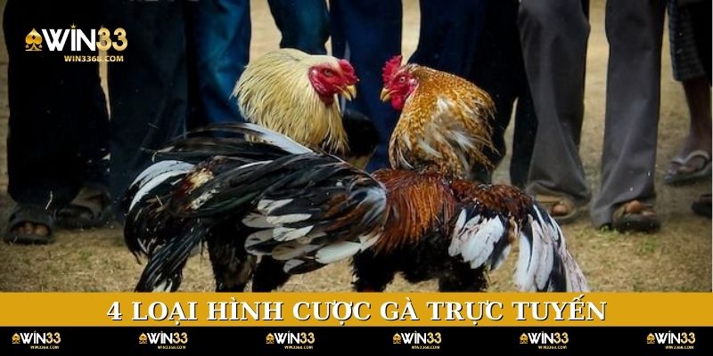 4 loại hình cược gà trực tuyến được yêu thích nhất