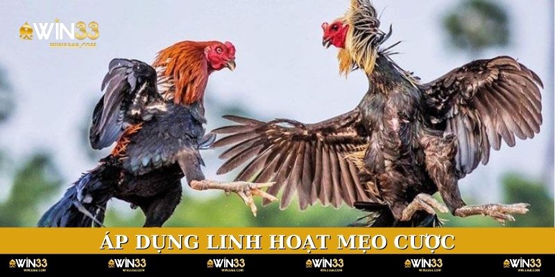Áp dụng linh hoạt mẹo cược để gia tăng chiến thắng