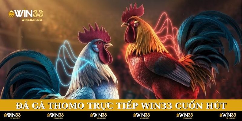 Đá gà Thomo trực tiếp WIN33 siêu cuốn hút