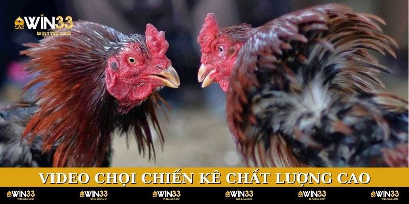 Video chọi chiến kê chất lượng cao, sắc nét từng chi tiết